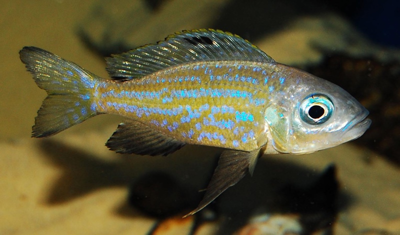 Aulonocranus dewindti